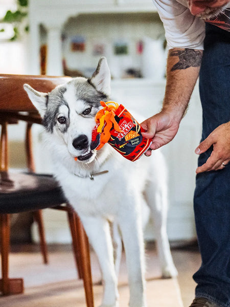 Husky tenant le pot rouge tendu par son maître