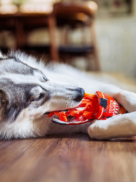 Husky allongé mordillant le pot rouge sur le parquet
