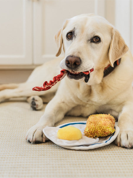 Labrador couché tenant une tranche de bacon près de l'assiette