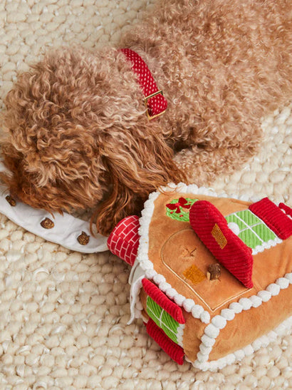 Caniche roux endormi contre la maisonnette