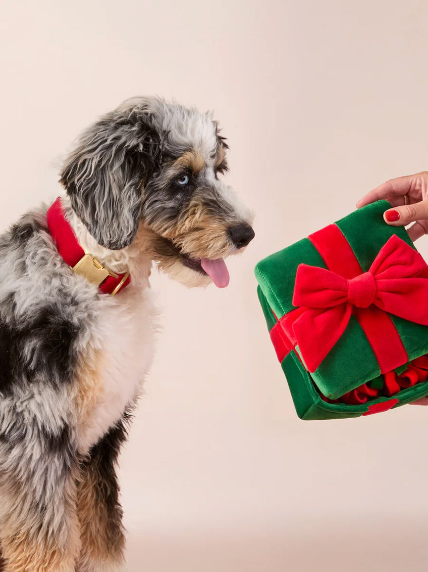 Chien gris tacheté reniflant le paquet vert tendu