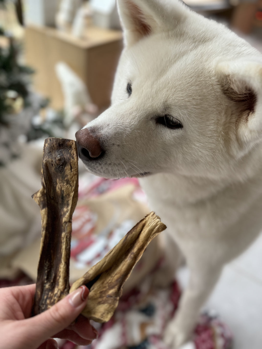 Hotte de Noël 2026 pour chien – calendrier de l’avent - 26 surprises