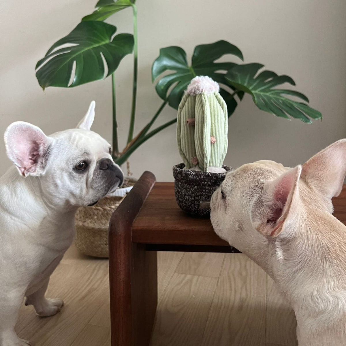 Bouledogues autour du cactus posé sur une table en bois