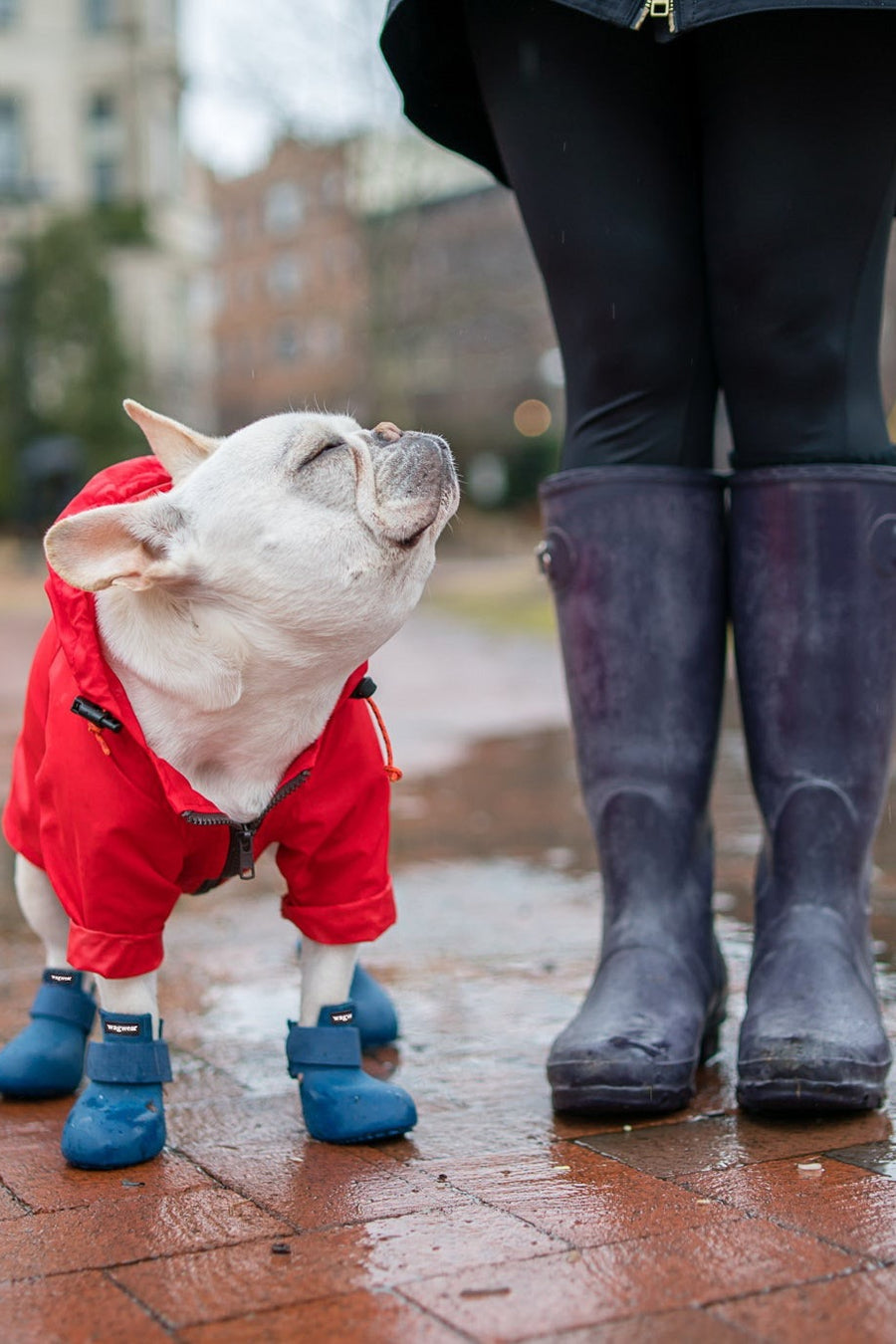 Bottes pour chien WagWellies Original – Wagwear