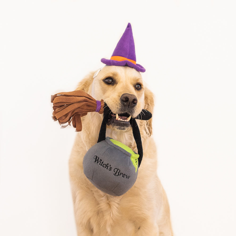 Golden retriever coiffé du chapeau pointu, balai et chaudron en gueule