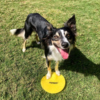 Border collie posant une patte sur une cible jaune