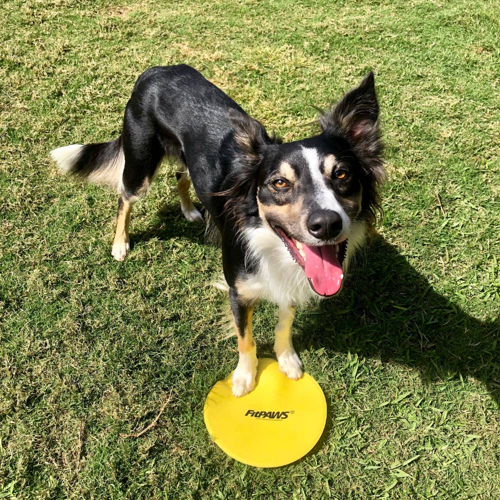 Border collie posant une patte sur une cible jaune
