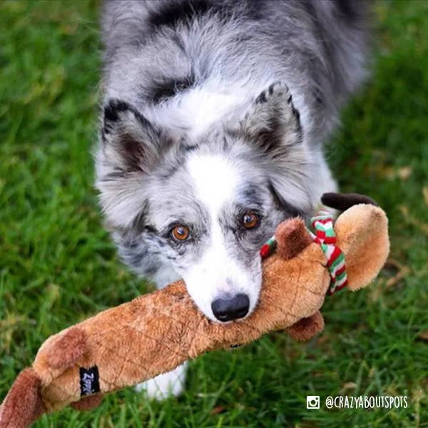 Berger australien merle qui mâchouille le jouet dans l'herbe