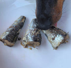 Chien qui renifle trois sardines au naturel
