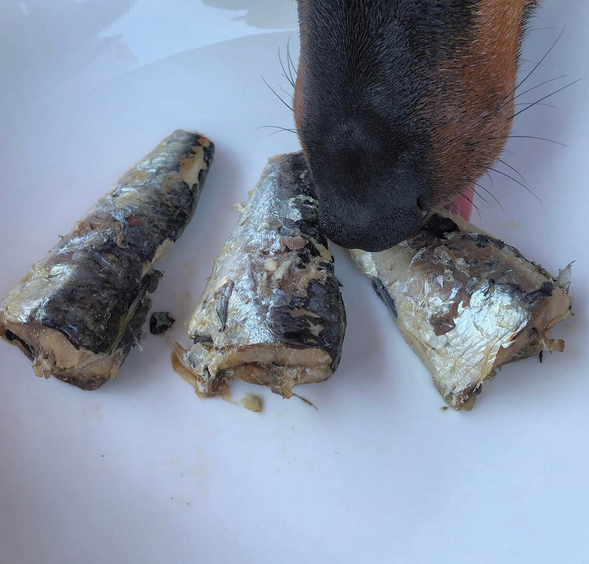 Chien qui renifle trois sardines au naturel