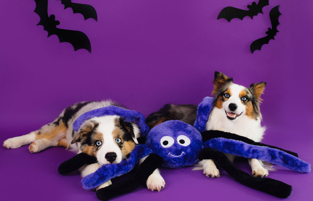 Deux bergers australiens couchés avec la grande araignée violette en peluche ZippyPaws