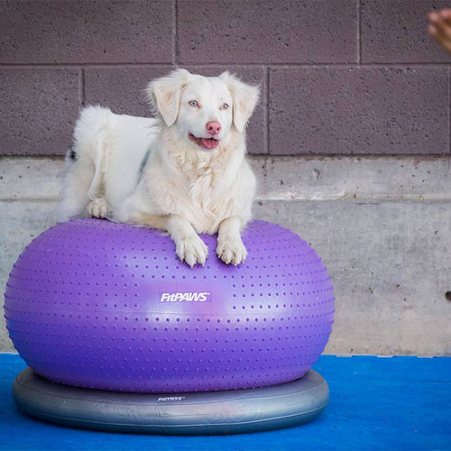Balle d'équilibre pour chien TRAX Donut – FitPAWS