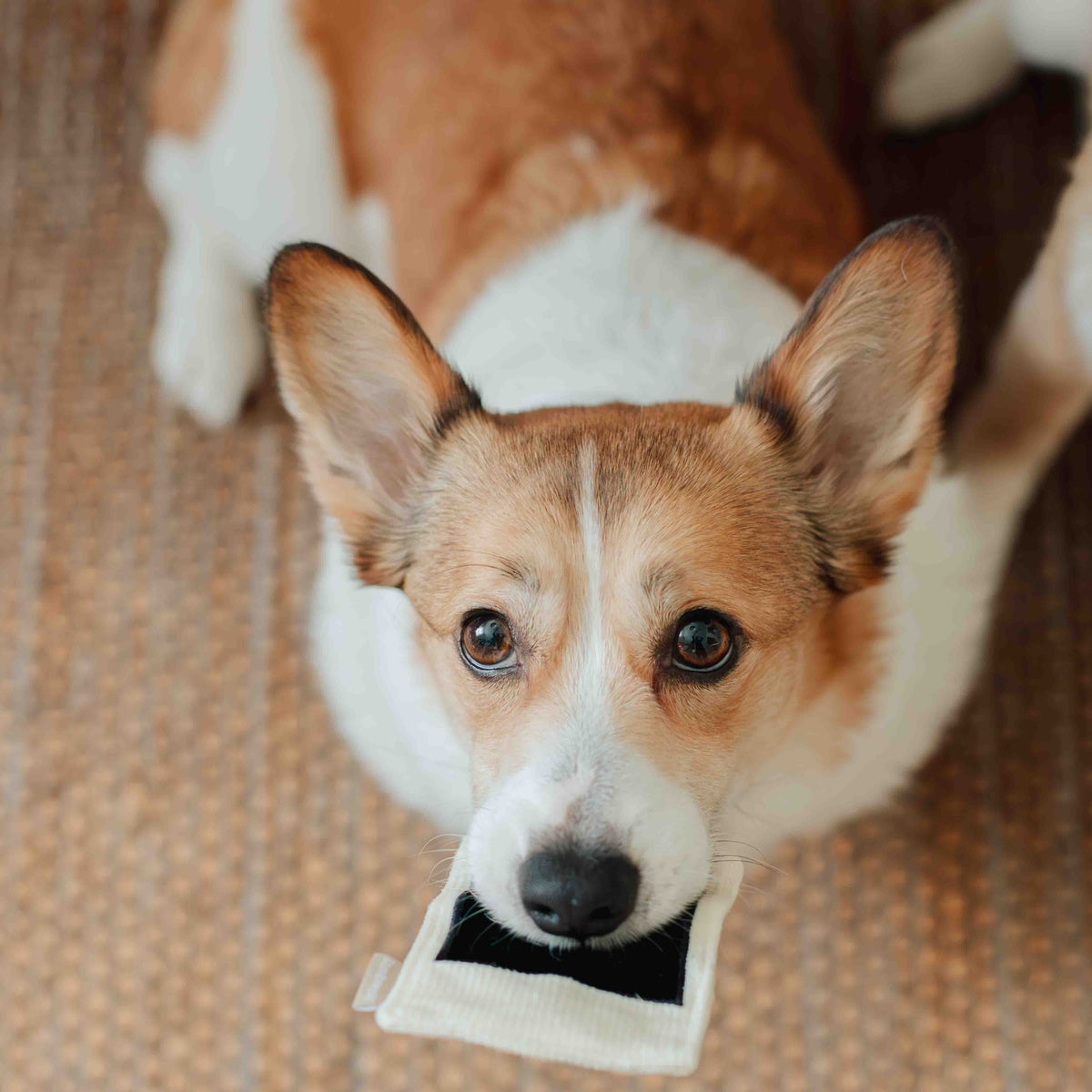 Corgi tenant le cliché en peluche dans sa gueule
