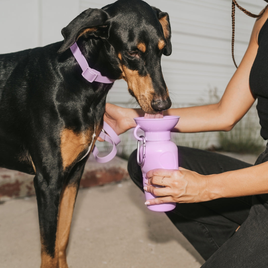 Gourde pour chien avec distributeur d'eau 65 cl lilas – Springer