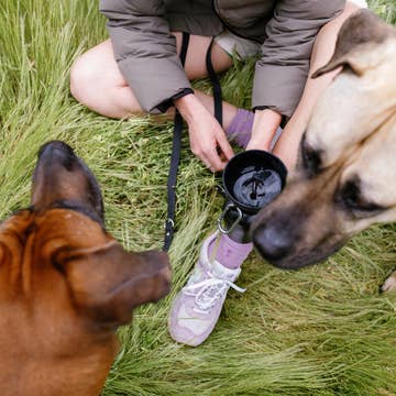 Gourde pour chien avec bol pliable 59 cl – Springer