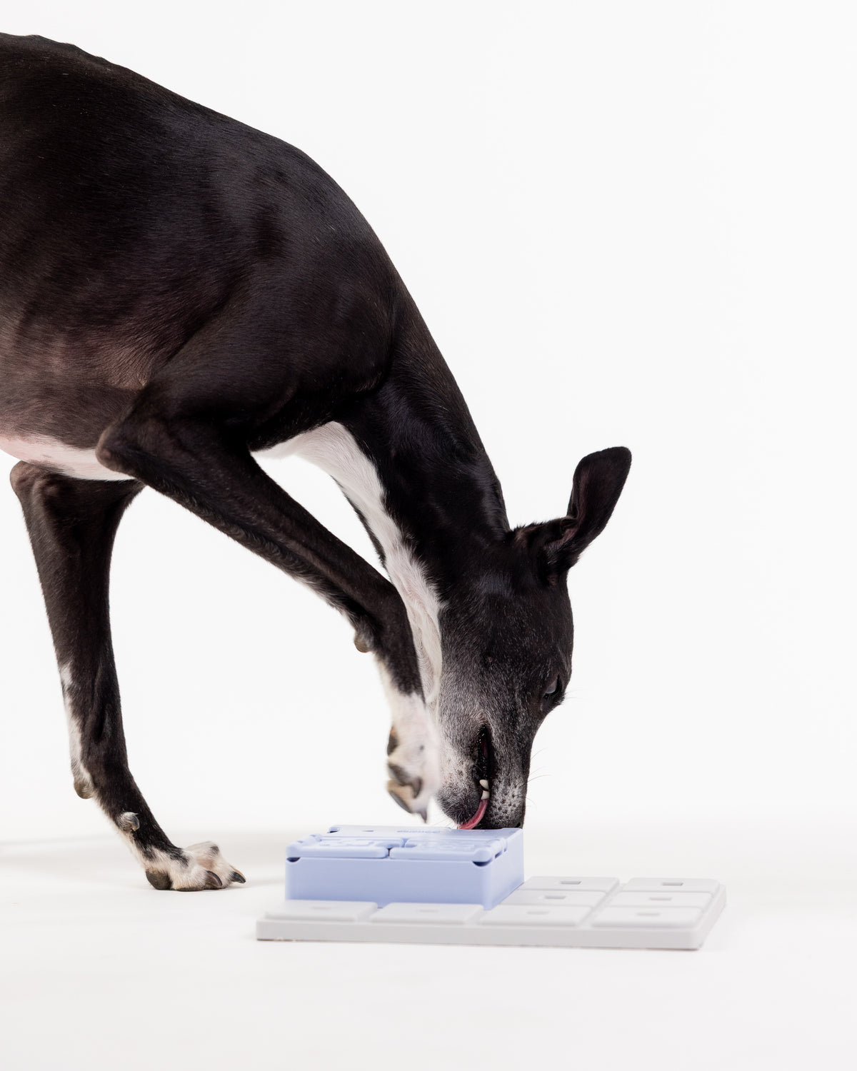 Chien noir et blanc reniflant le bloc lavande sur la base
