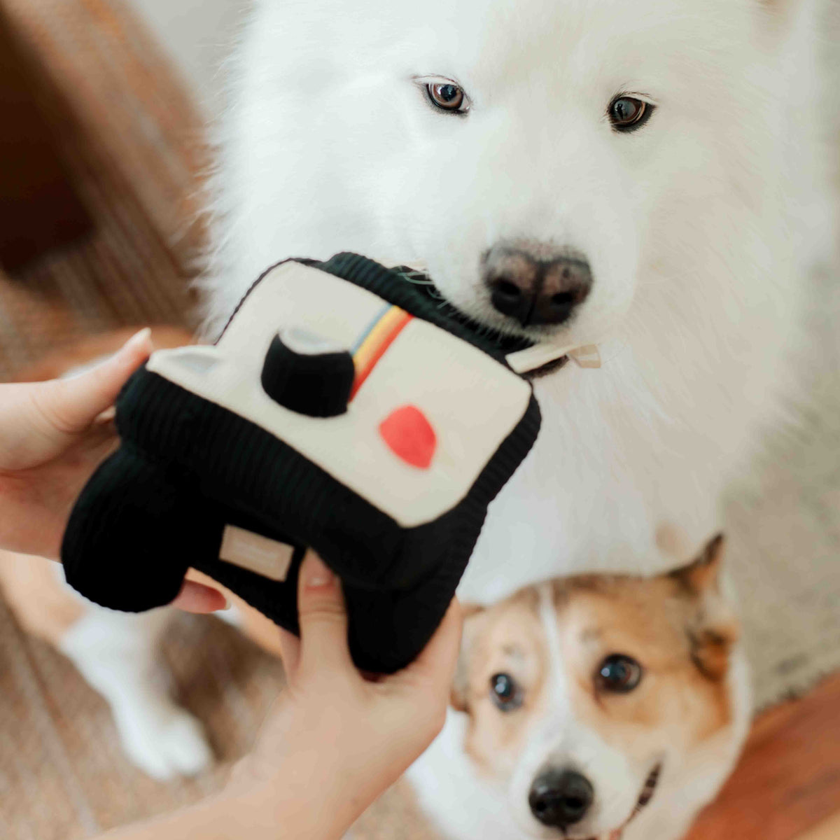 Main tendant le jouet à un samoyède et un corgi