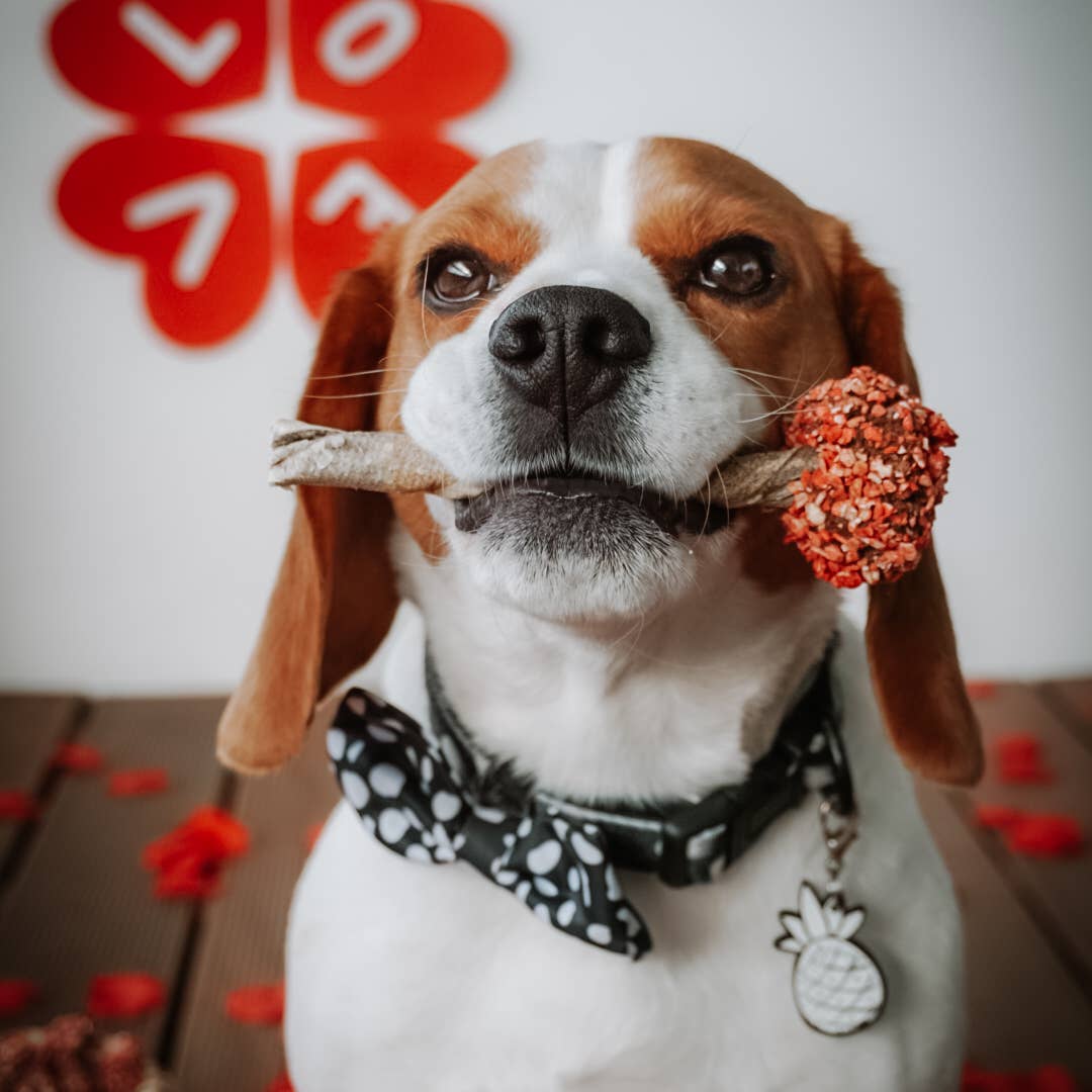 Beagle au nœud papillon tenant une sucette dans la gueule