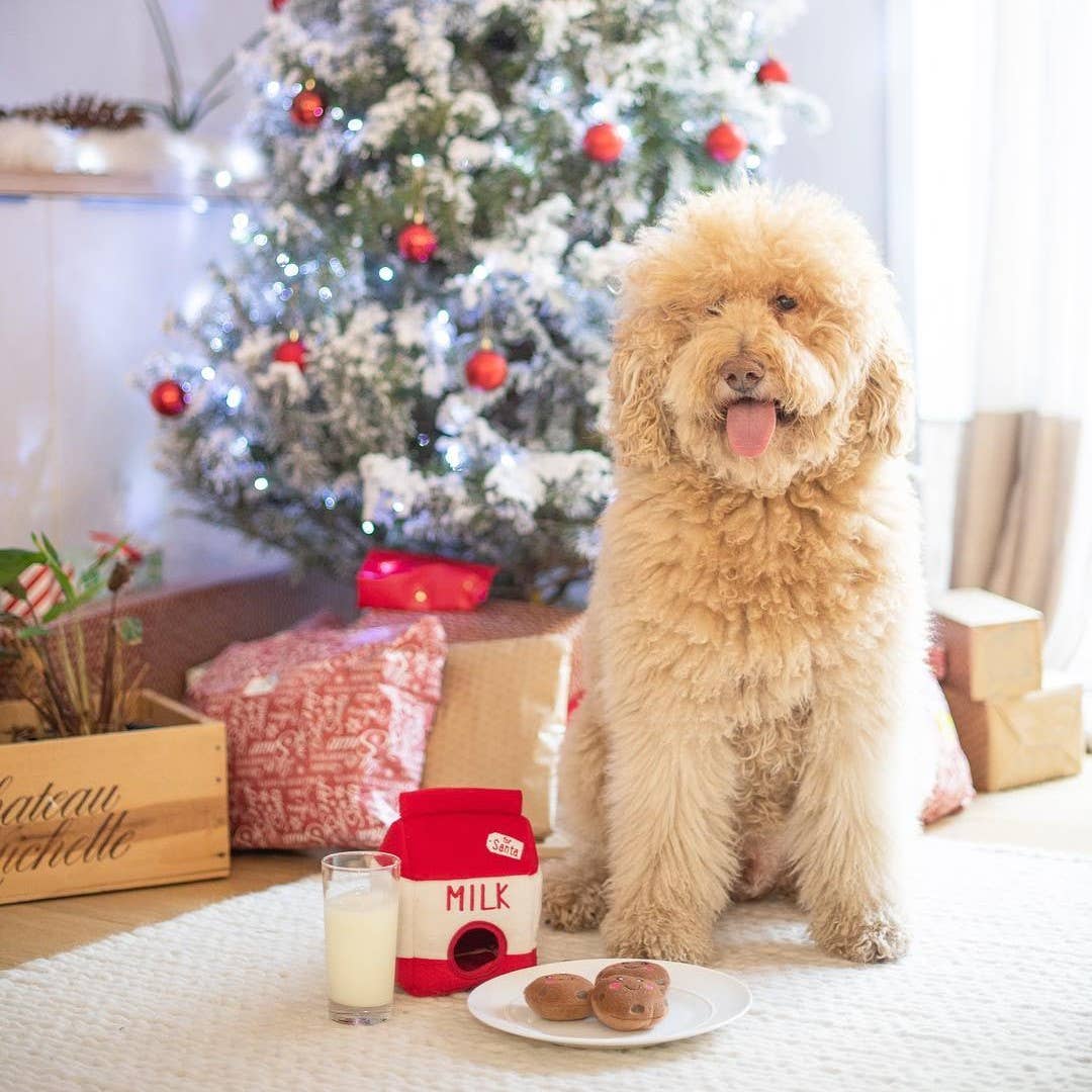 Caniche assis au pied du sapin avec le lait et les cookies