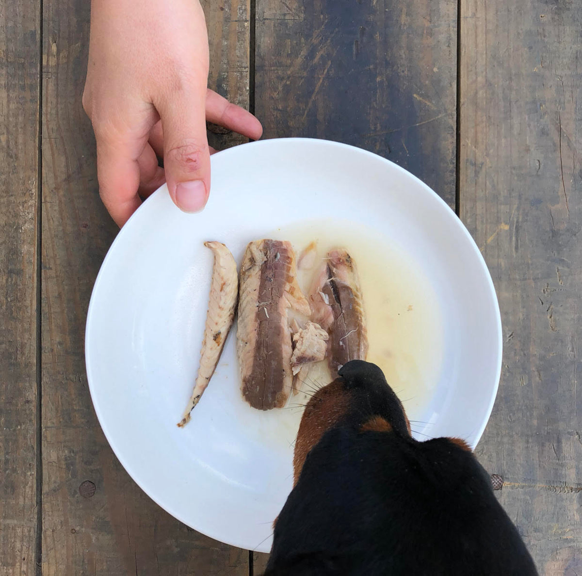 Filets de maquereau Canumi servis dans une assiette pour chien