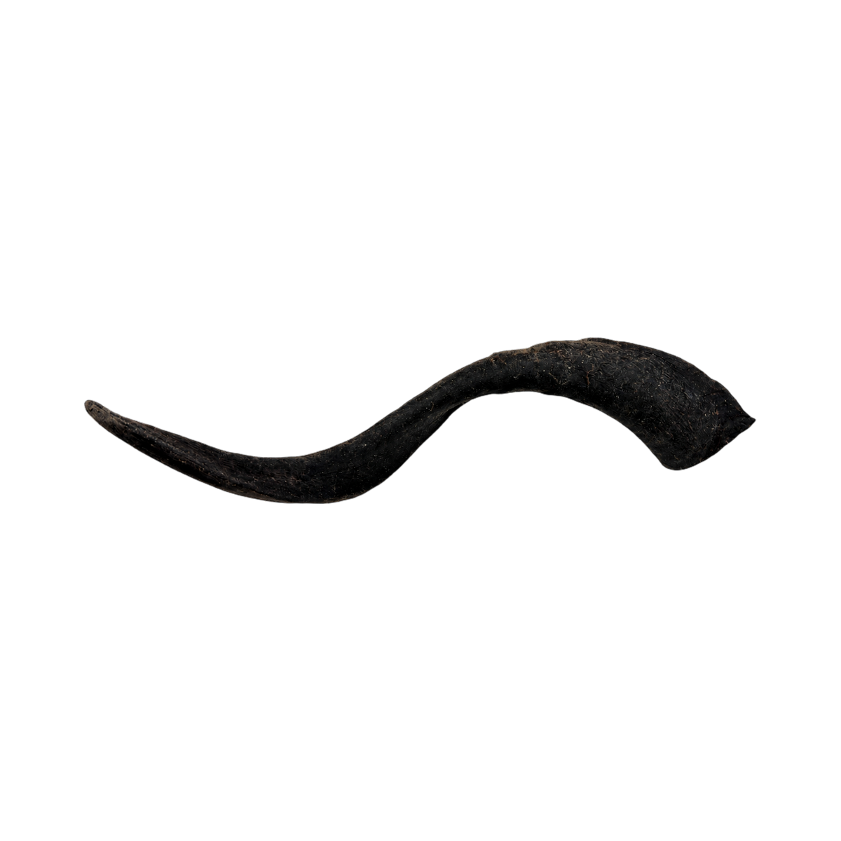 Corne de chèvre noire recourbée, une pièce