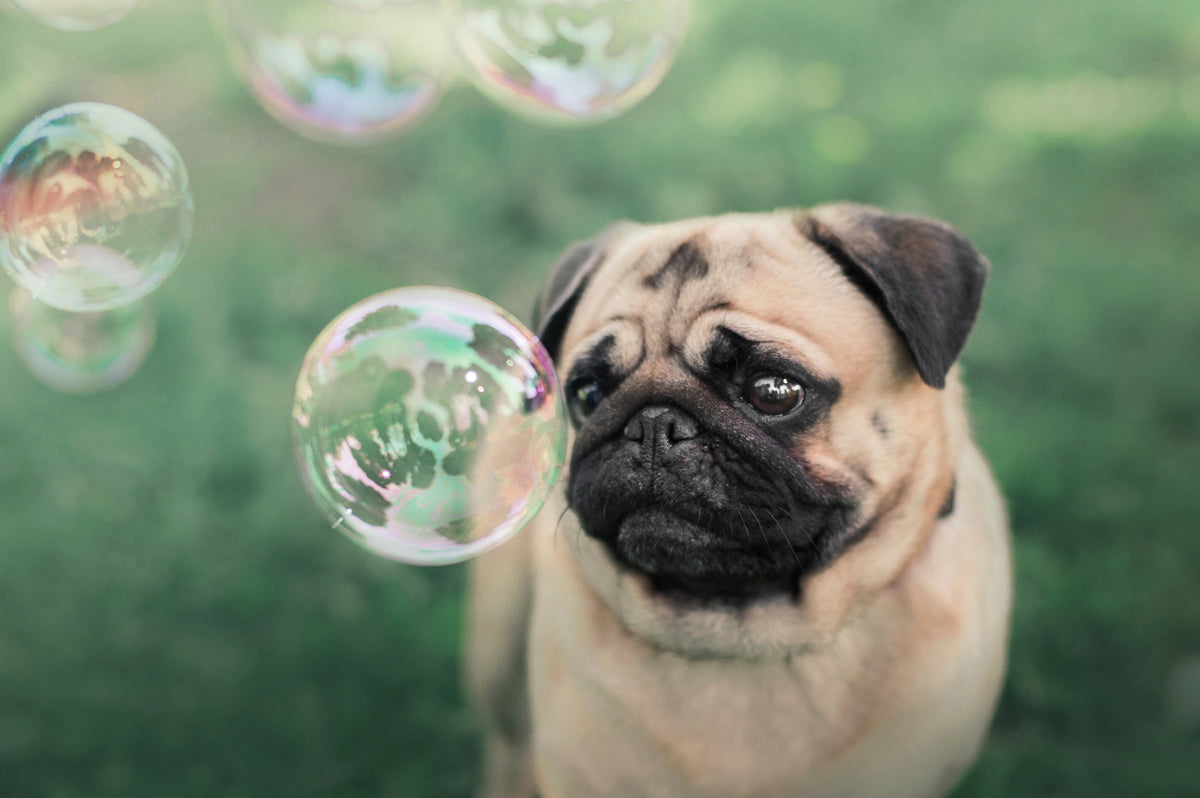 Carlin fixant une bulle de savon dans un jardin