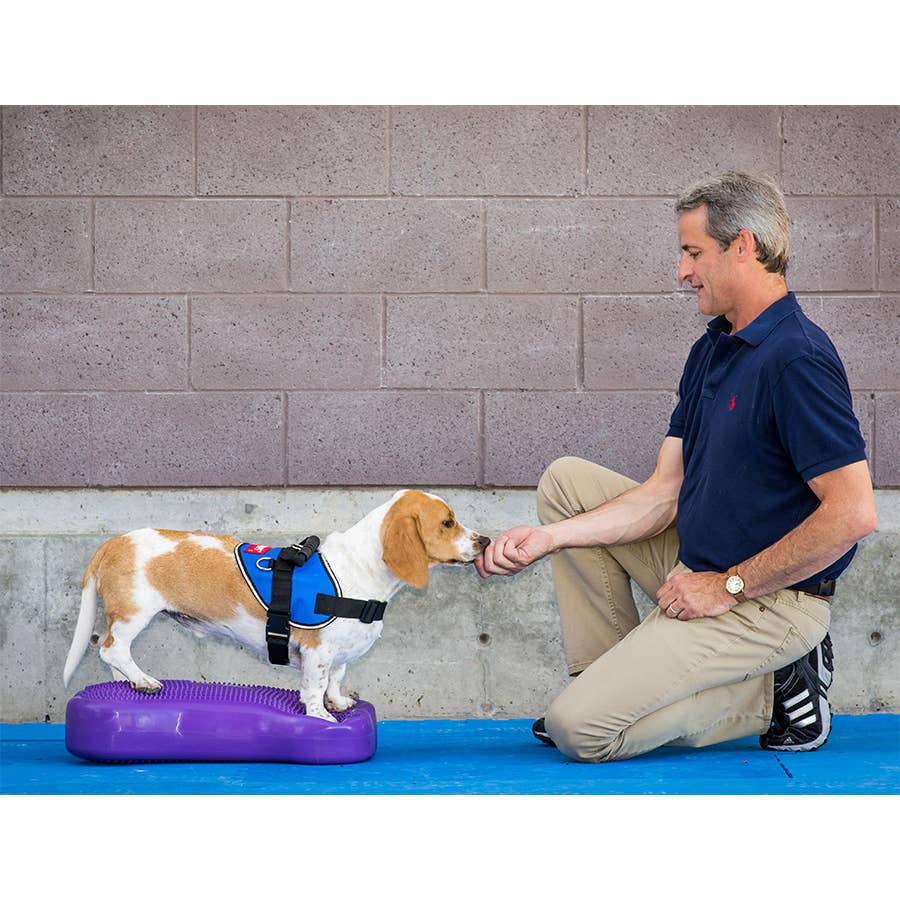 Homme entraînant un beagle debout sur l'os violet