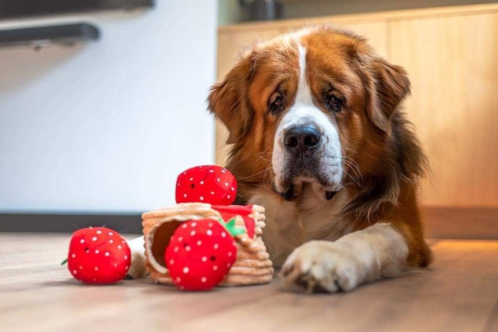 Saint-bernard allongé devant les pancakes et les fraises