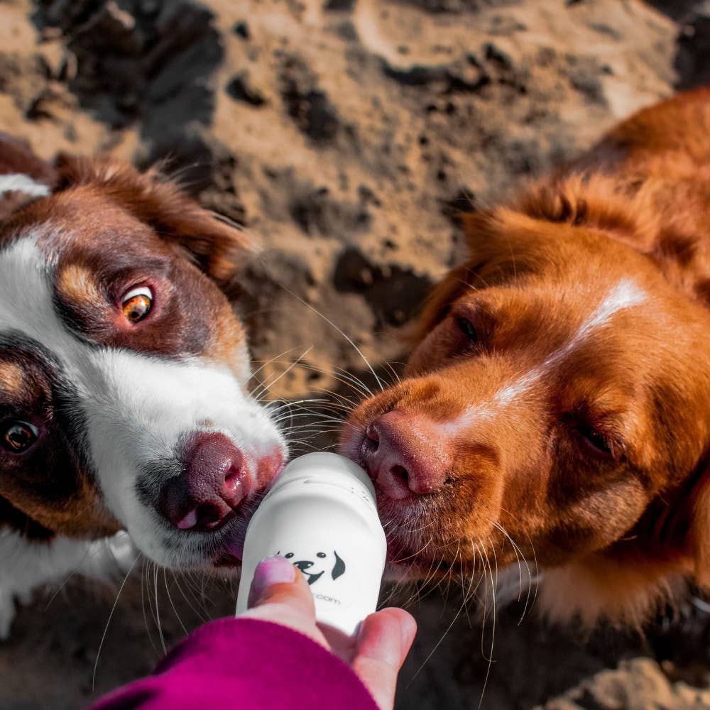 Deux chiens lèchent le rouleau en balade sur le sable