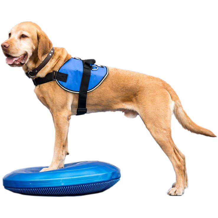 Chien roux en harnais posant ses pattes sur le disque bleu