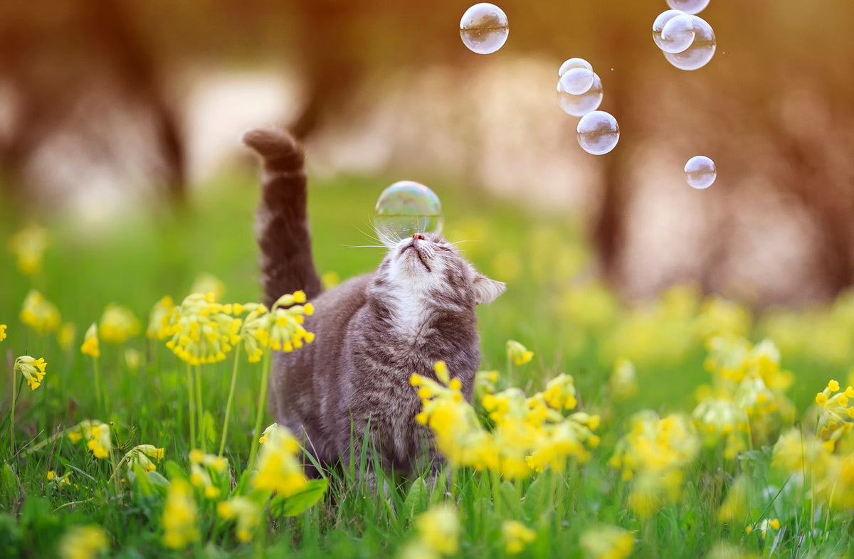 Chat gris attrapant des bulles dans des fleurs jaunes