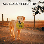 Golden retriever avec le frisbee Easy Disk jaune dans la gueule, en promenade