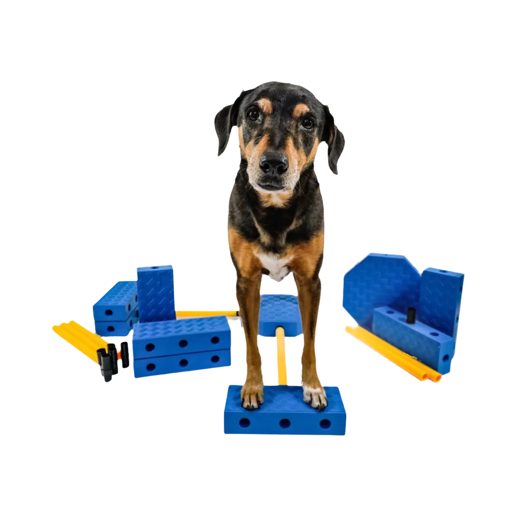 Chien debout sur les blocs bleus assemblés