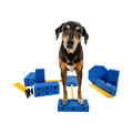 Chien debout sur les blocs bleus assemblés