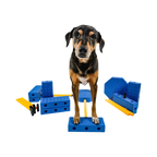 Chien debout sur les blocs bleus assemblés