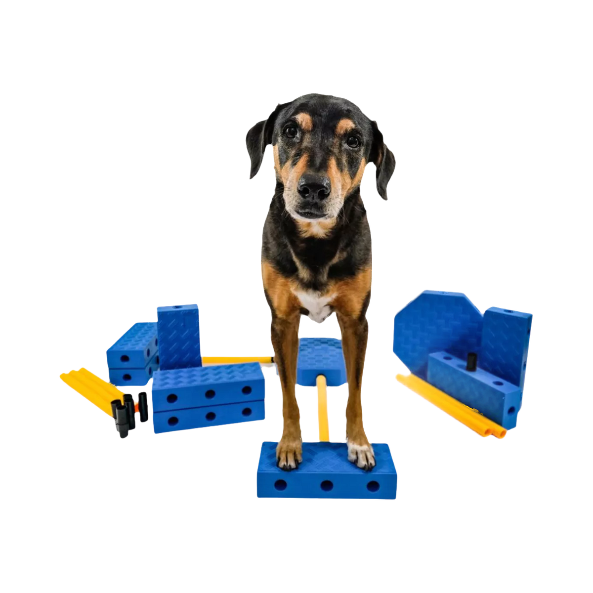 Chien debout sur les blocs bleus assemblés