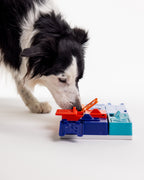 Border collie fouillant les modules colorés sur la base