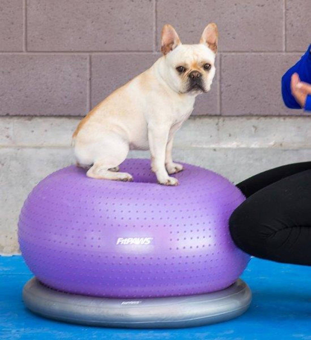 Balle d'équilibre pour chien TRAX Donut – FitPAWS