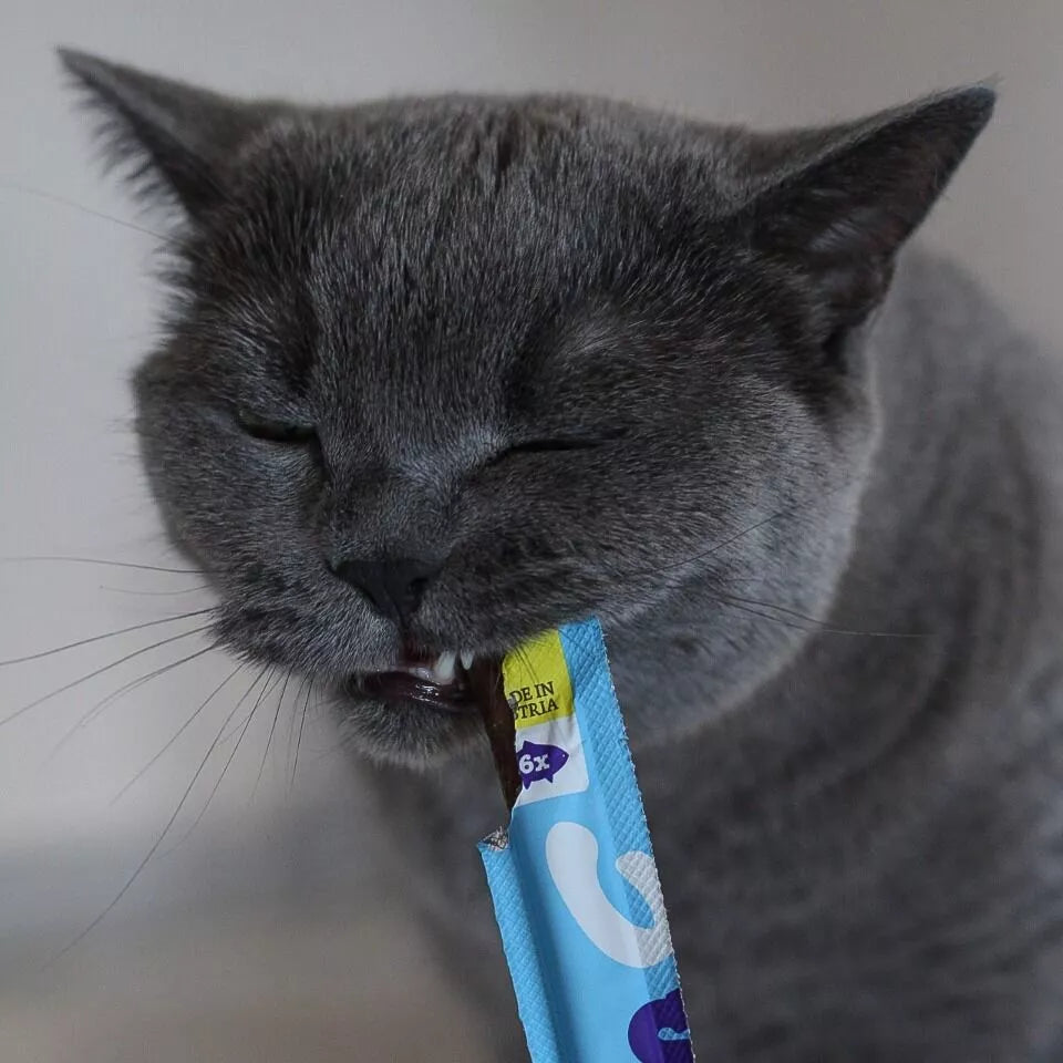Chat gris qui croque un stick tenu à la main