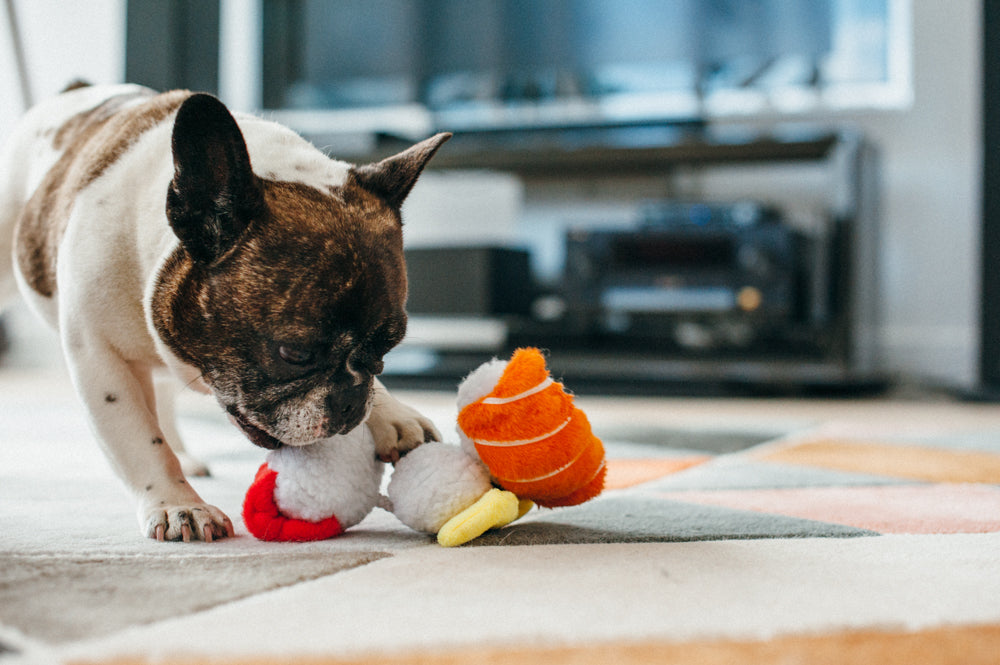 Bouledogue français reniflant les sushis posés sur le tapis