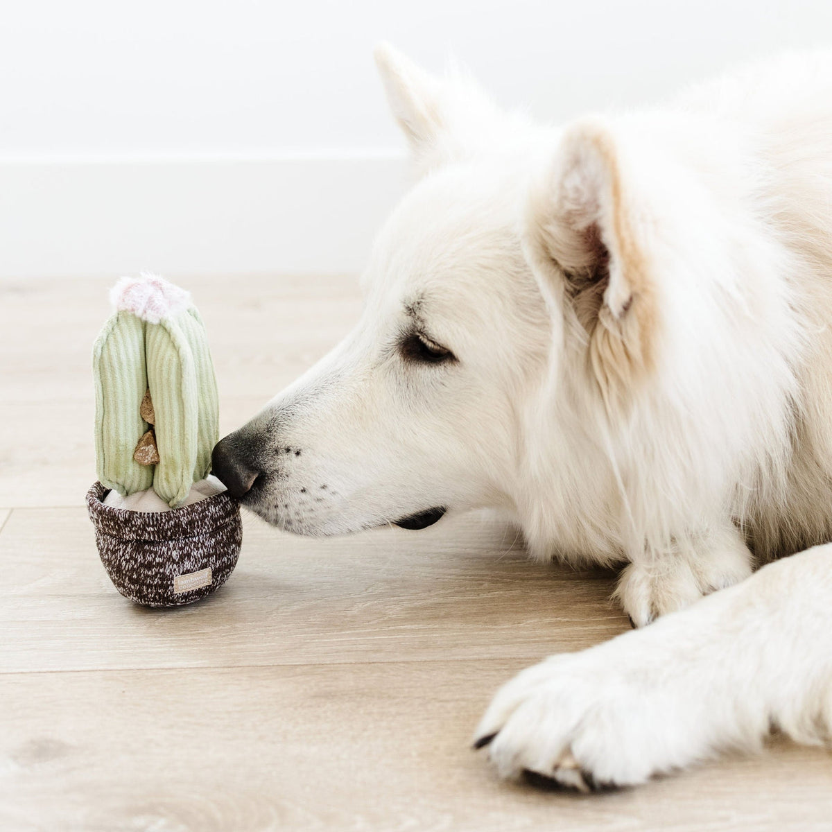 Chien blanc qui renifle le pot de cactus au sol