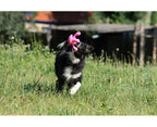 Border collie courant dans l'herbe avec la pieuvre en gueule