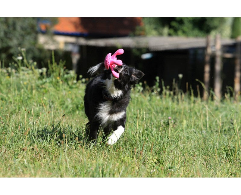 Border collie courant dans l'herbe avec la pieuvre en gueule