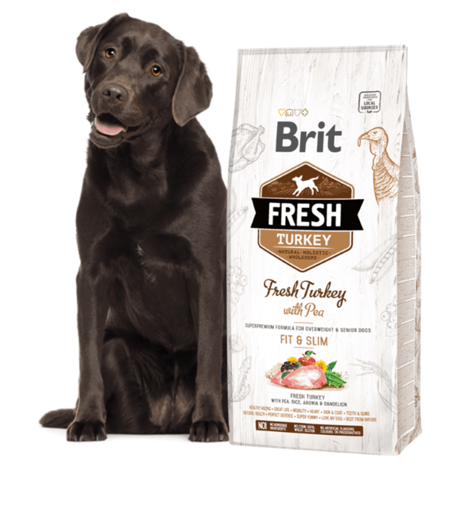 Labrador chocolat assis à côté du sac de croquettes Brit Fresh dinde Fit & Slim