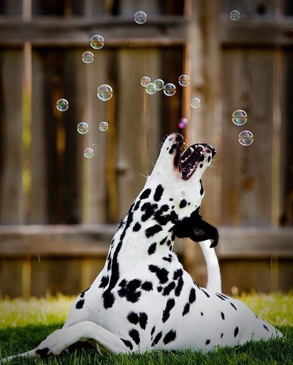 Dalmatien qui attrape des bulles Meaty Bubbles