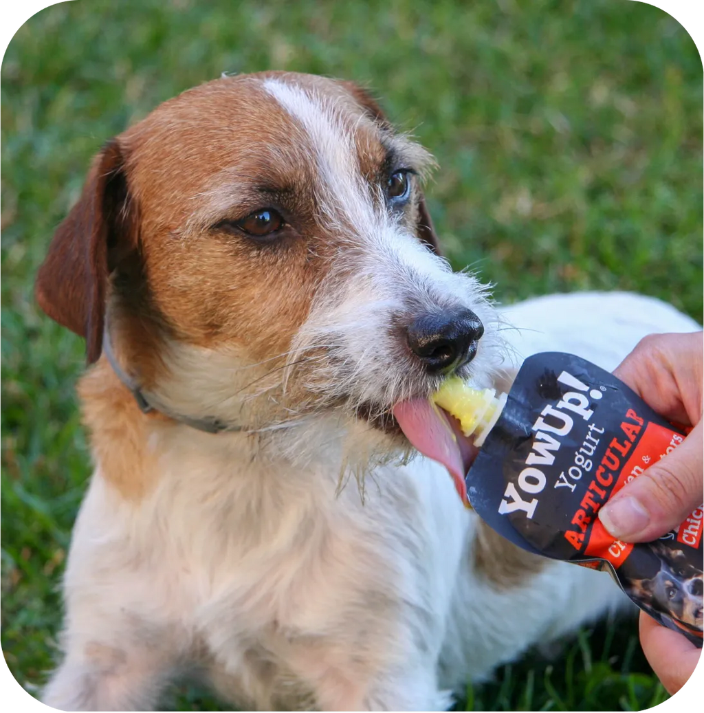 Jack Russell qui lèche le yaourt au poulet YowUp! dans l'herbe