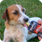 Jack Russell qui lèche le yaourt au poulet YowUp! dans l'herbe