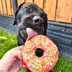 Labrador noir qui lèche un donut pour chien décoré de Rainbow Dogfetti Cooka's Cookies