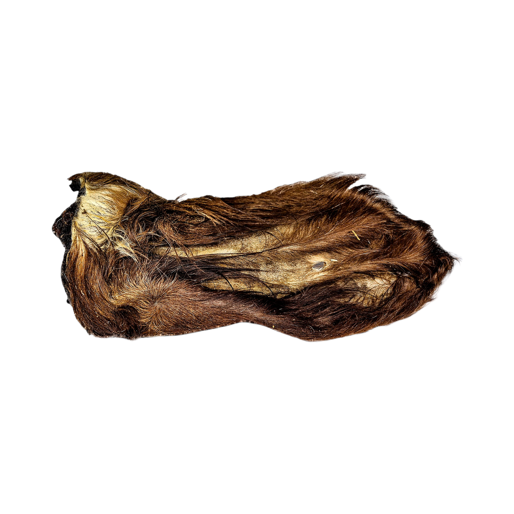 Grande oreille de bœuf séchée avec ses poils