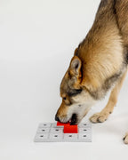 Chien loup reniflant le bloc rouge sur la base grise